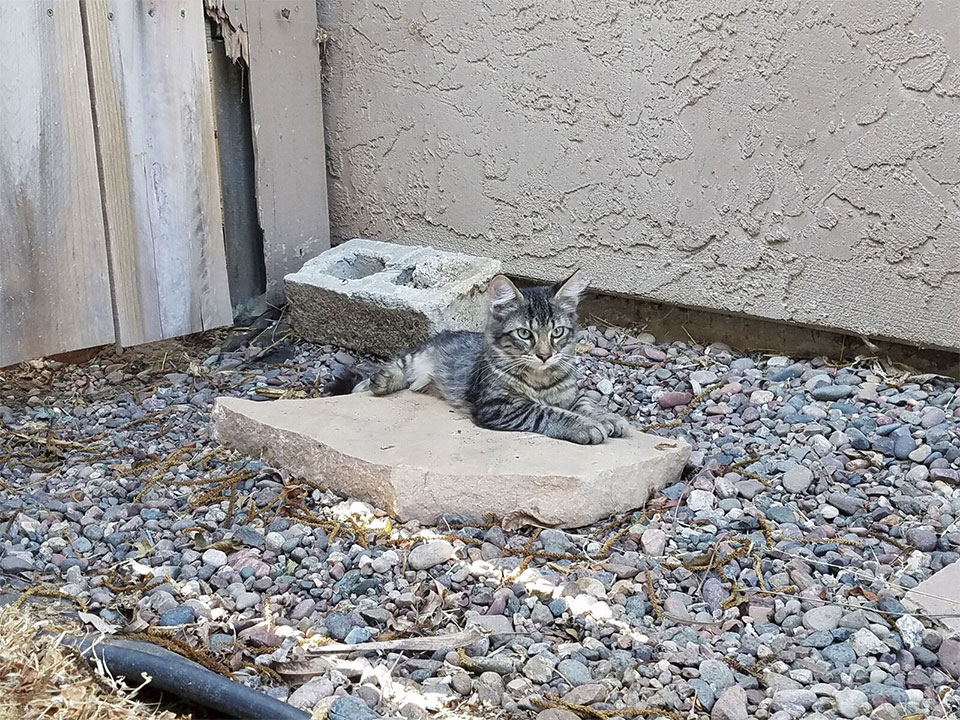 neighbor-kitten